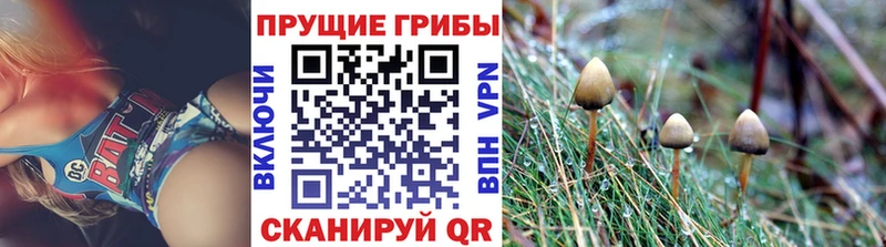 Галлюциногенные грибы Psilocybine cubensis  Балахна 